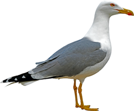 The seagull syndrome