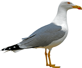 Le syndrome de la mouette